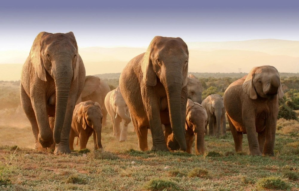 Addo Elephant National Park in Bluewater Bay Pictures